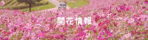 開花情報