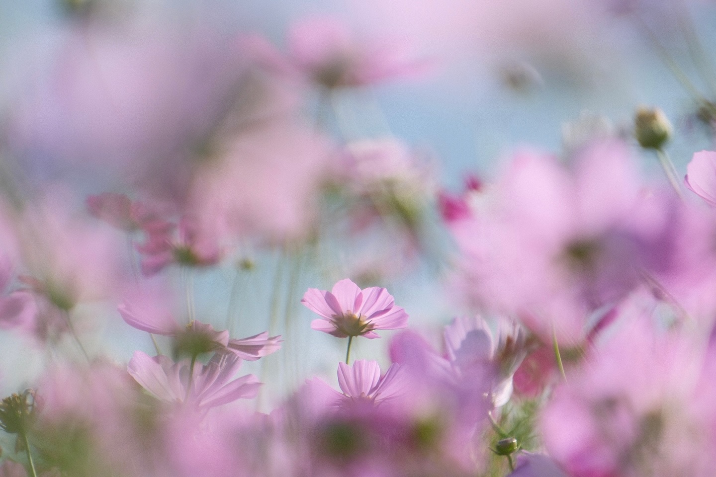 Instagramキャンペーン2025 優秀賞