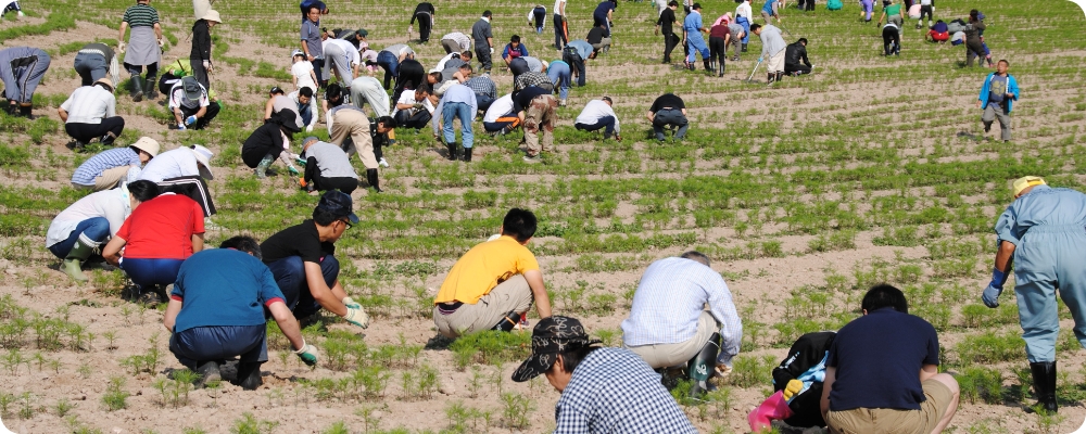 コスモス園のコスモスは、遠軽町の町民のみなさんに支えられて咲いています